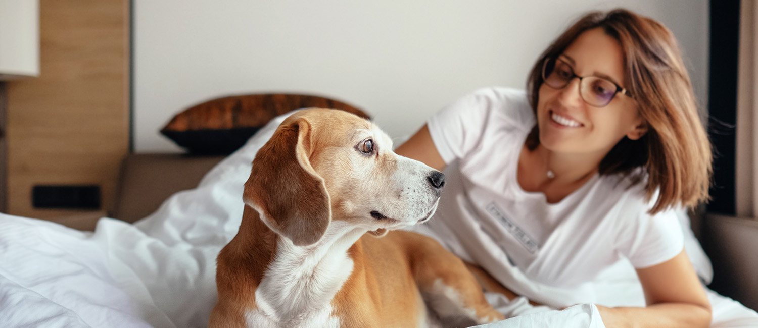 让狗狗独自在家需要准备什么,狗狗邀请做客