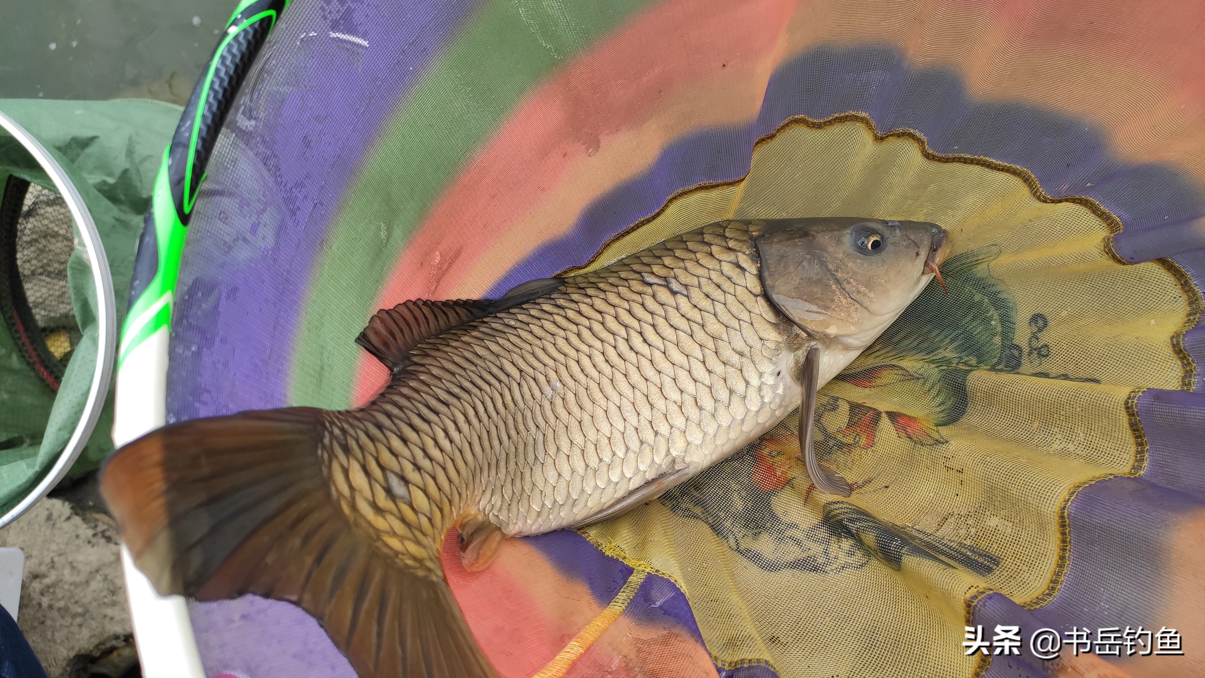 黑坑的鱼都怎么处理,黑坑鱼病防治