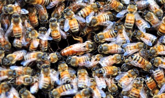 如何饲养双王群,双王群是怎么养的