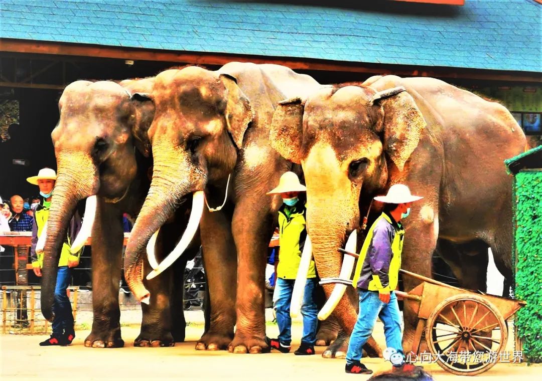 彩云之南版纳行,版纳之旅看大象