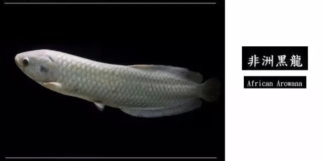 龙鱼混养品种推荐,龙鱼品种大全