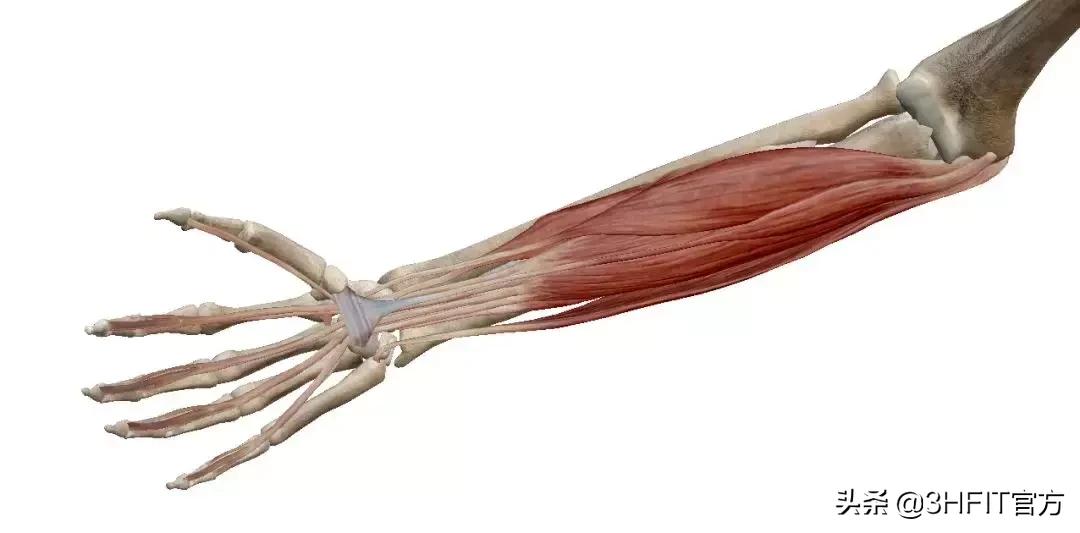 快速提升握力的方法,如何快速提高握力成绩