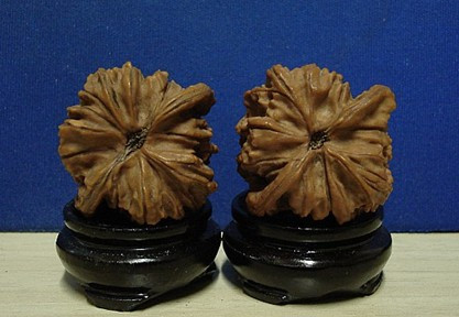 文玩核桃详解,转载分享知识