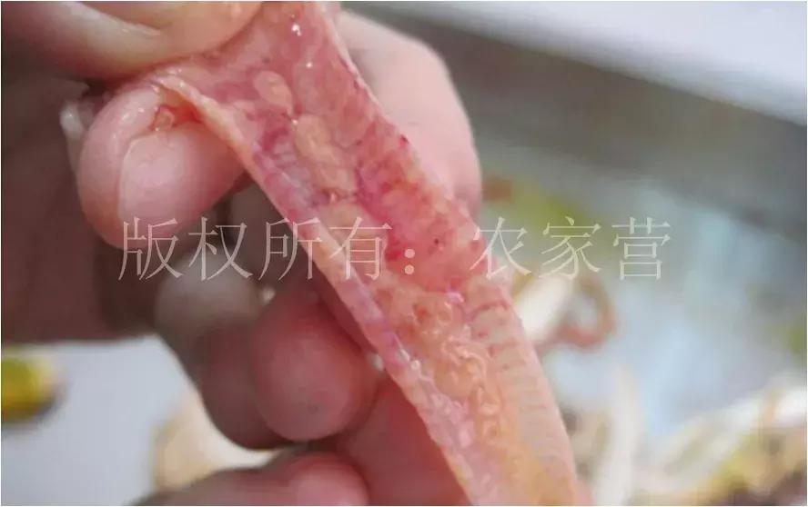 儿童鸡痘初期症状,人传染了鸡痘会有什么症状