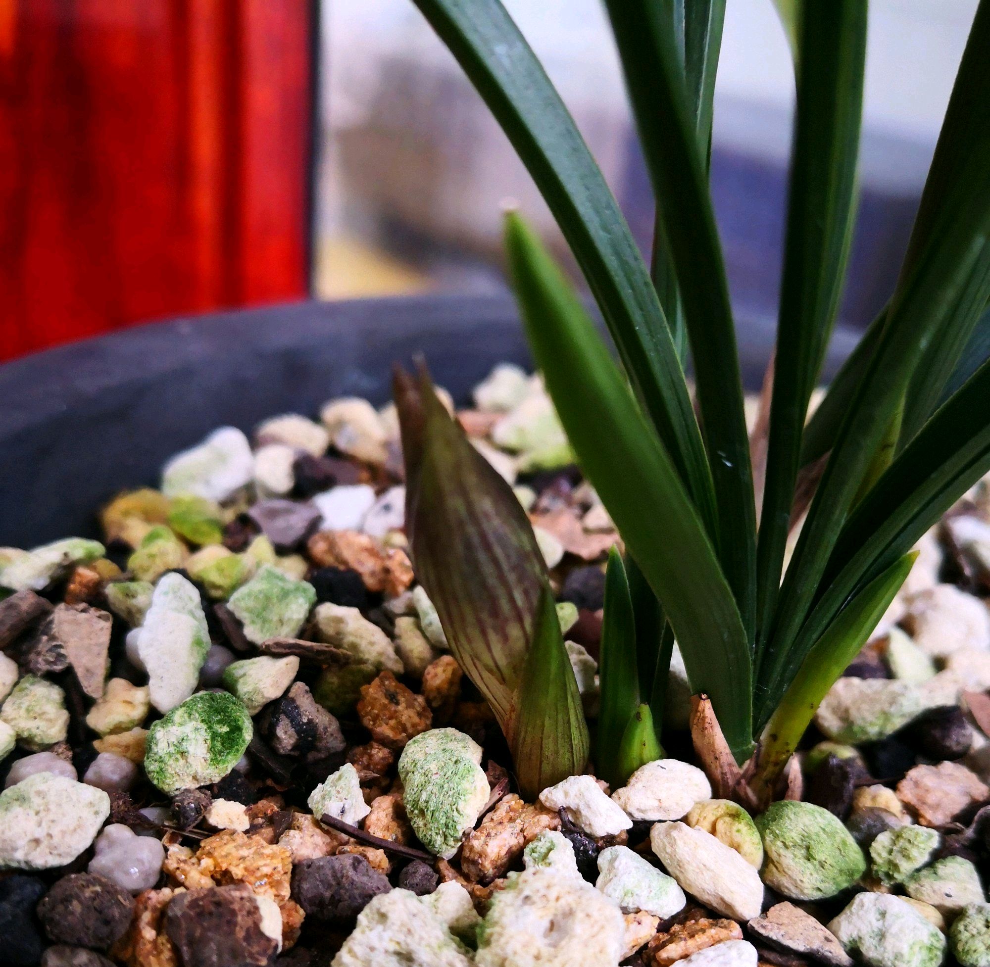 处在花苞期的兰花是否能施肥,兰花打花苞的时候用什么肥料最好