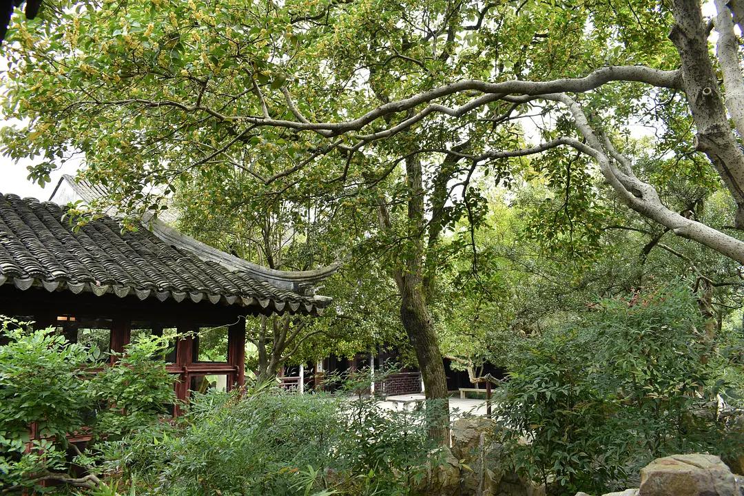 苏州城东北隅的赏桂佳处——耦园