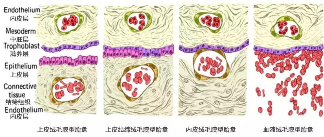 为何人类女性会来大姨妈,为什么只有人类女性有大姨妈