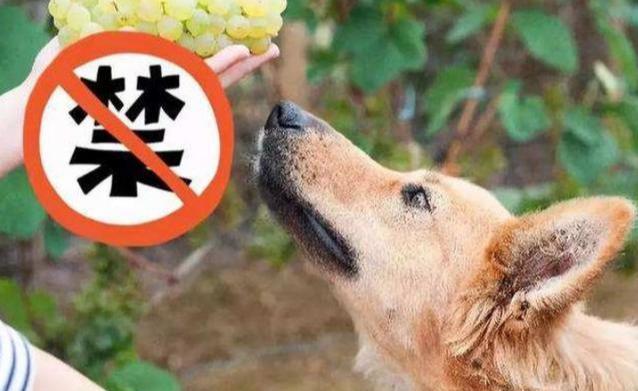 不能给狗狗吃的十种水果,狗狗禁吃的十种水果