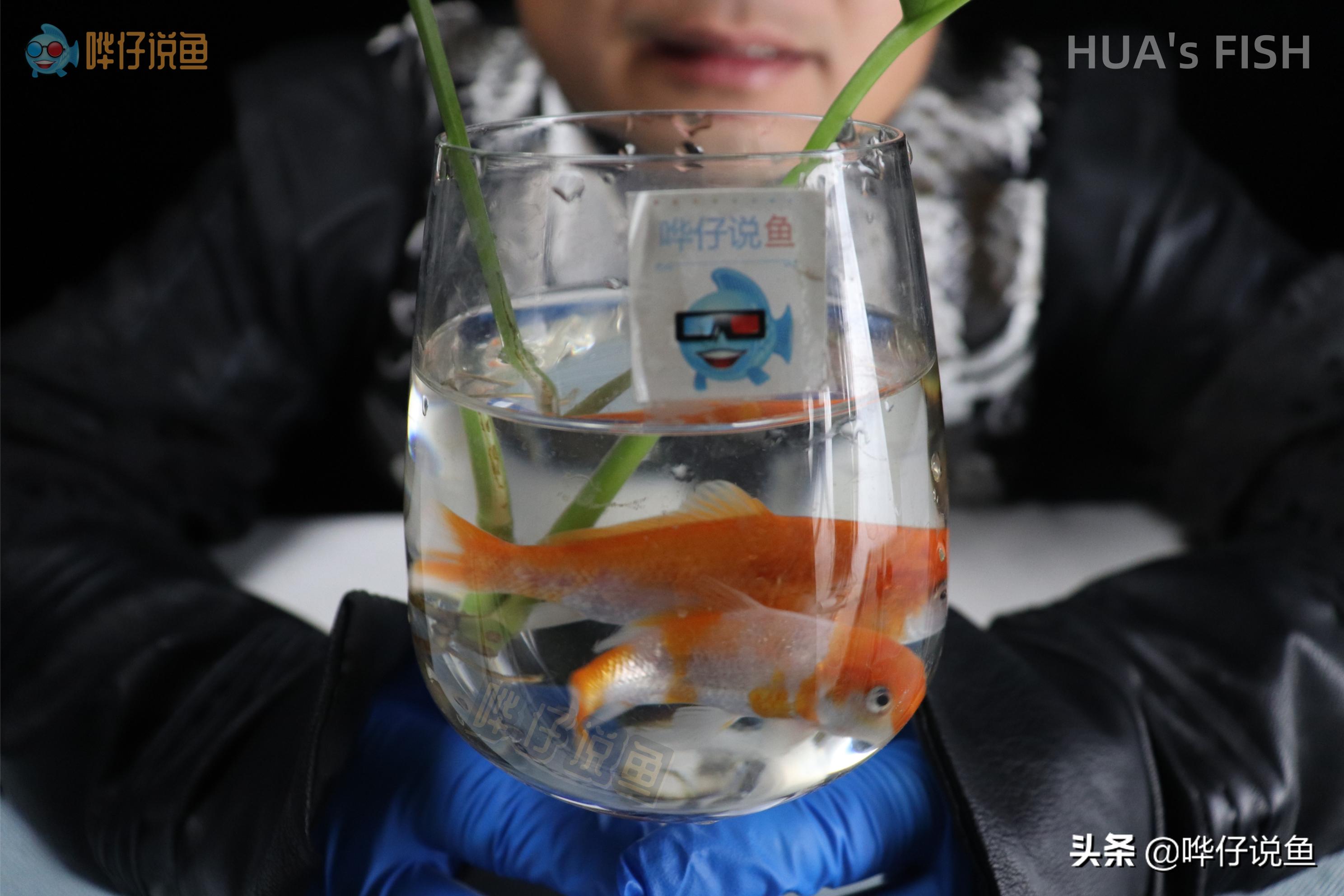 怎么测鱼缸的水质适不适合鱼生存,鱼缸水质需要检测哪些数据