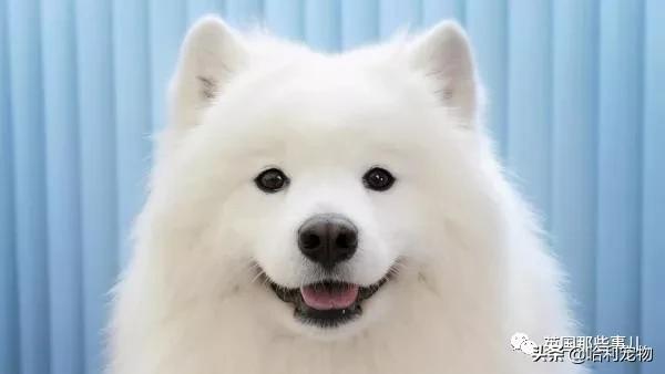 要狗看门？千万别选萨摩耶！这货除了笑不会干别的了