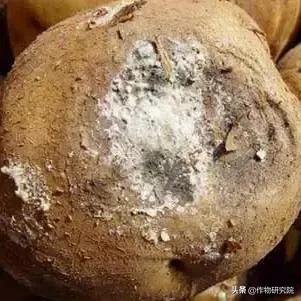 马铃薯病害知识与防治书籍,马铃薯黑胫病病害及防治方法