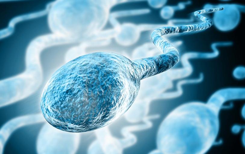 “精子”进入女人体内后，没有受精的都去了哪里？看完或许会明白