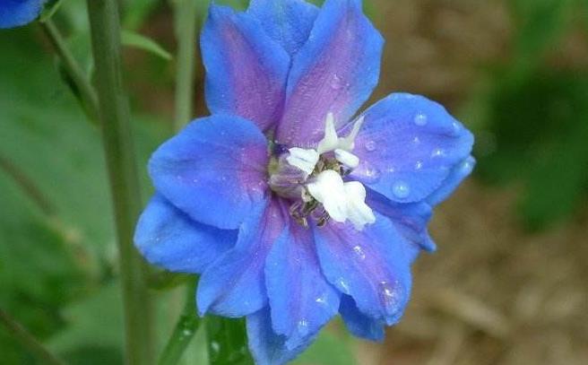 飞燕草黑斑怎么办,飞燕草叶片发黄焦边