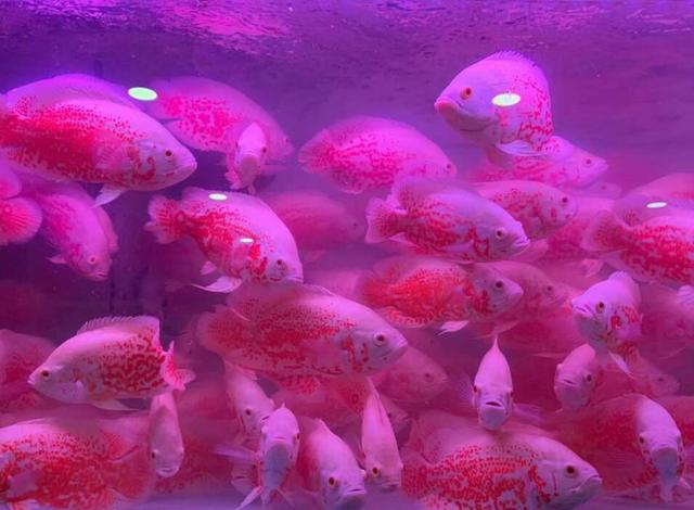 作为观赏鱼店老板,我最不喜欢哪几种购买观赏鱼的顾客?