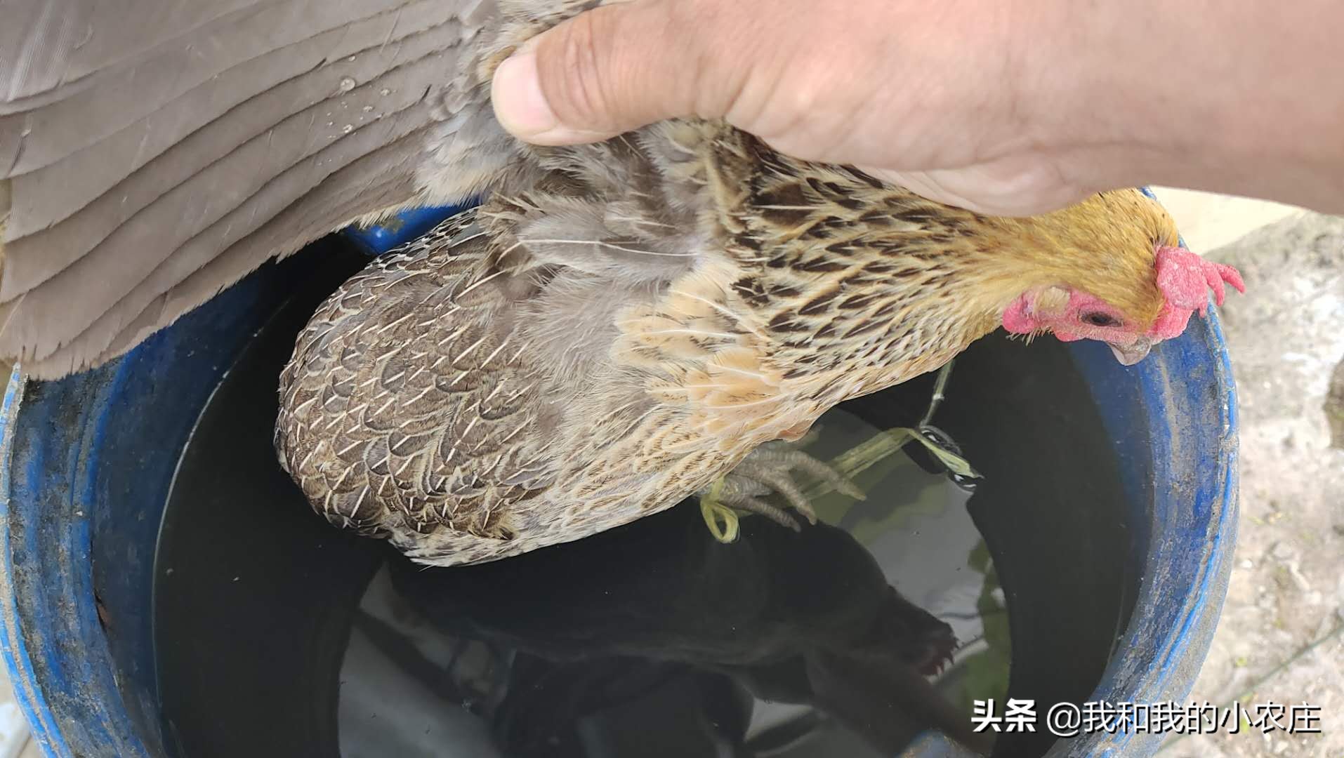 母鸡抱窝要怎么移窝,母鸡抱窝前的征兆