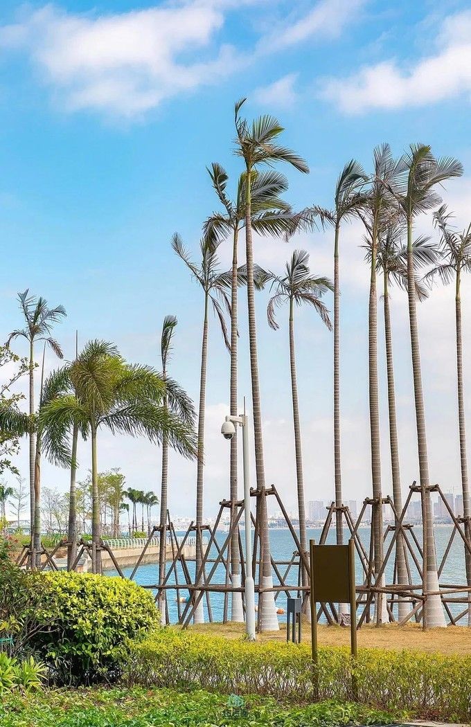 春节厦门自由行5日游攻略,春节厦门自由行攻略亲子省钱