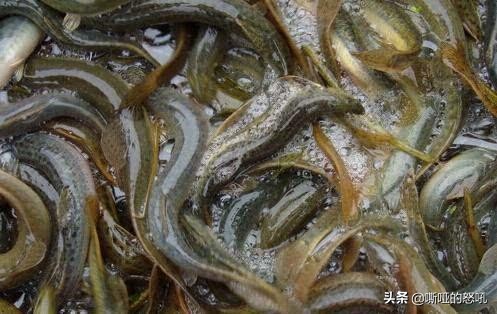 吃泥鳅需要剔除刺吗,小泥鳅不去头和内脏可以炸着吃吗