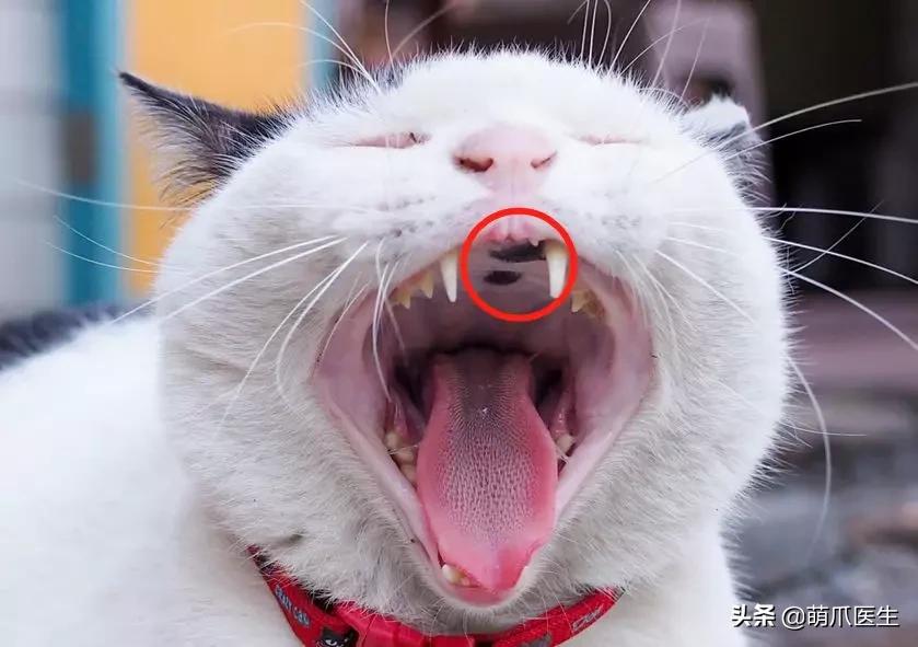 猫咪皮肤有黑斑点还很容易掉毛,猫咪身上有黑色斑点是怎么回事
