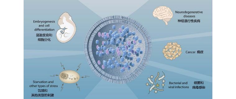 我们人体排毒系统有多强,细胞自噬对身体不好