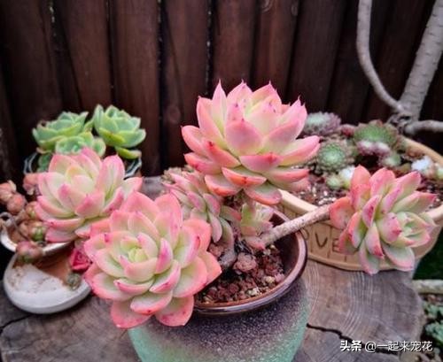 十大最漂亮的多肉植物名字,常见观赏多肉植物名字大全