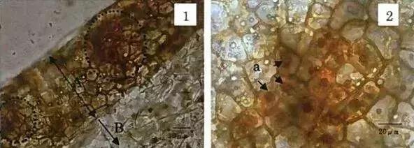 葡萄发黑果子不长是什么原因,葡萄长不大黄叶是怎么回事