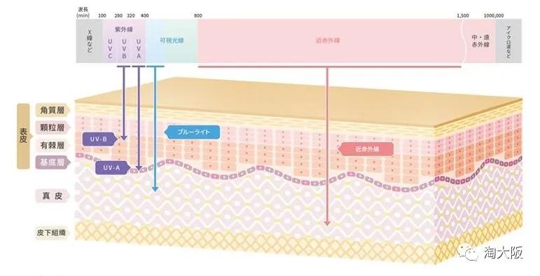 阿古屋素颜霜直播,阿古屋素颜霜