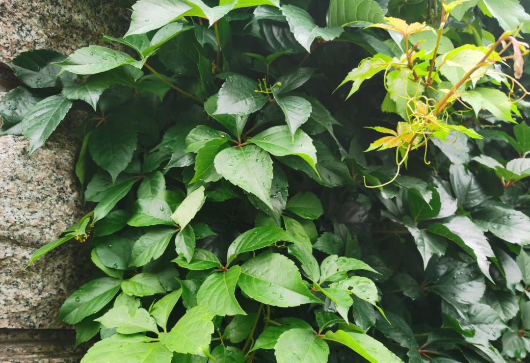 为什么城市高架桥下都要种爬山虎,我国高架桥为什么种爬山虎