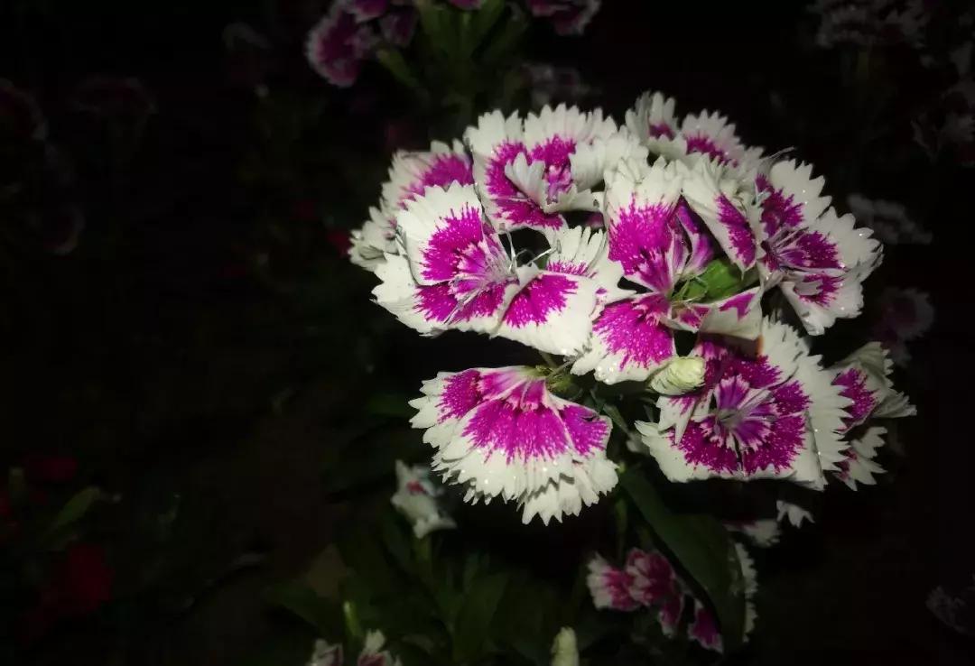 深圳莲花山真的美,深圳莲花山有什么特别的地方