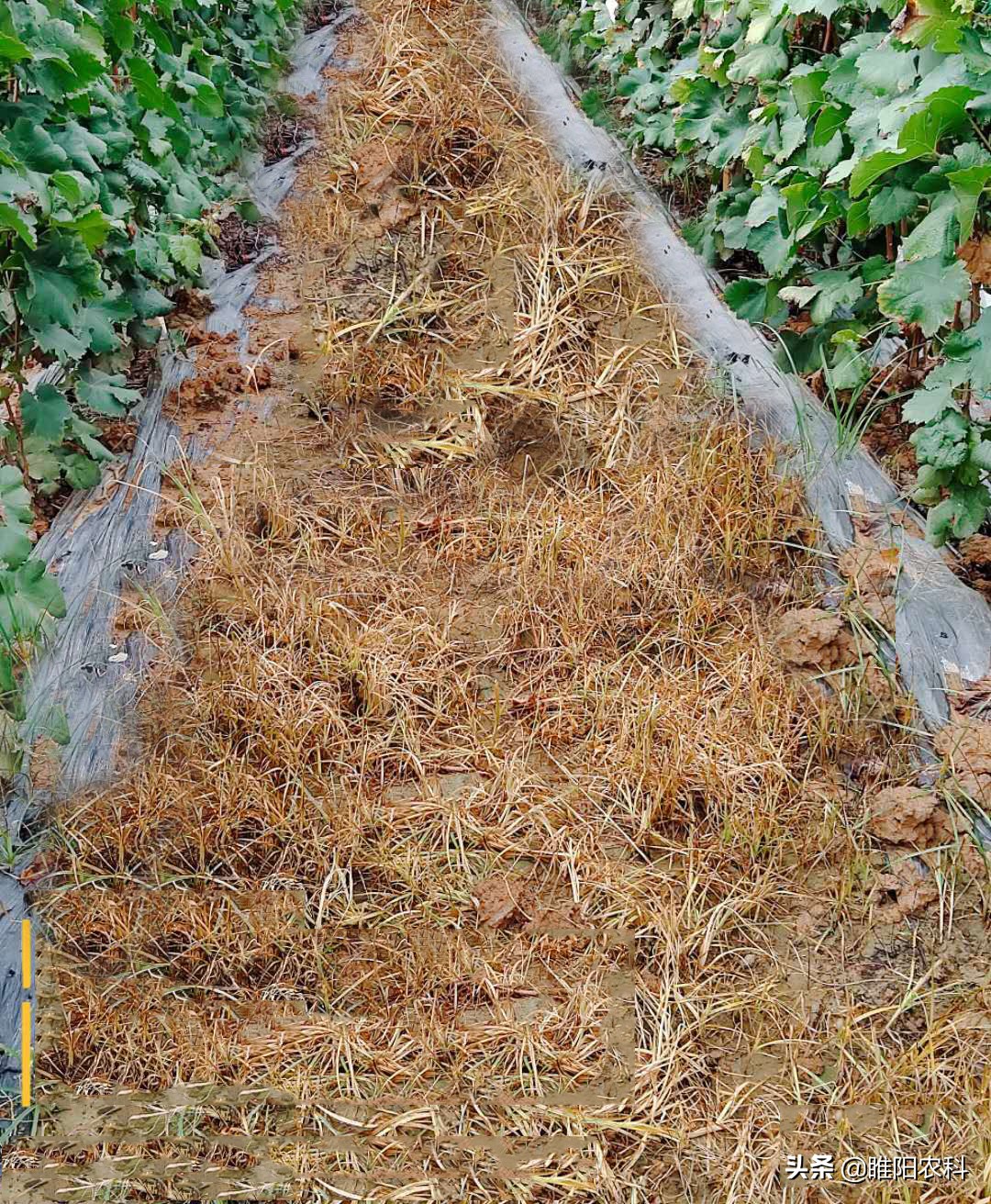 草甘膦除草剂对有水的杂草有效么,草甘膦高效除草剂