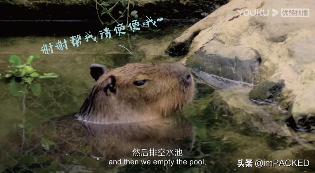 robgreenfield多少钱,robingreenfield