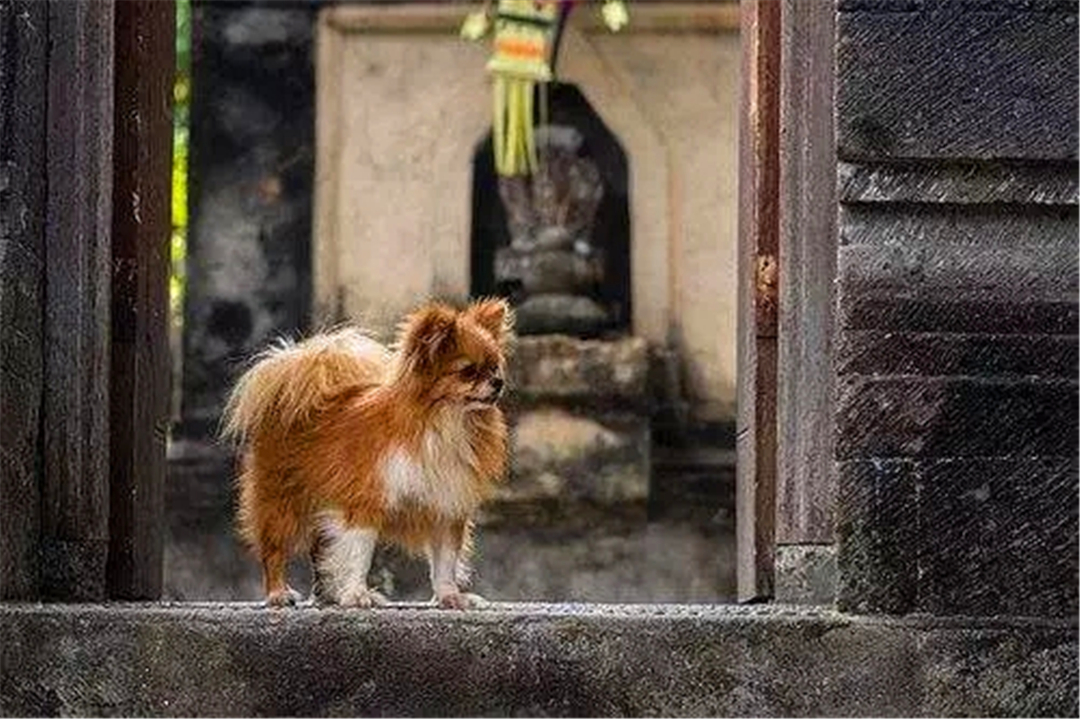 狗狗突然呕吐黄色液体是什么原因,狗狗突然呕吐喂生理盐水