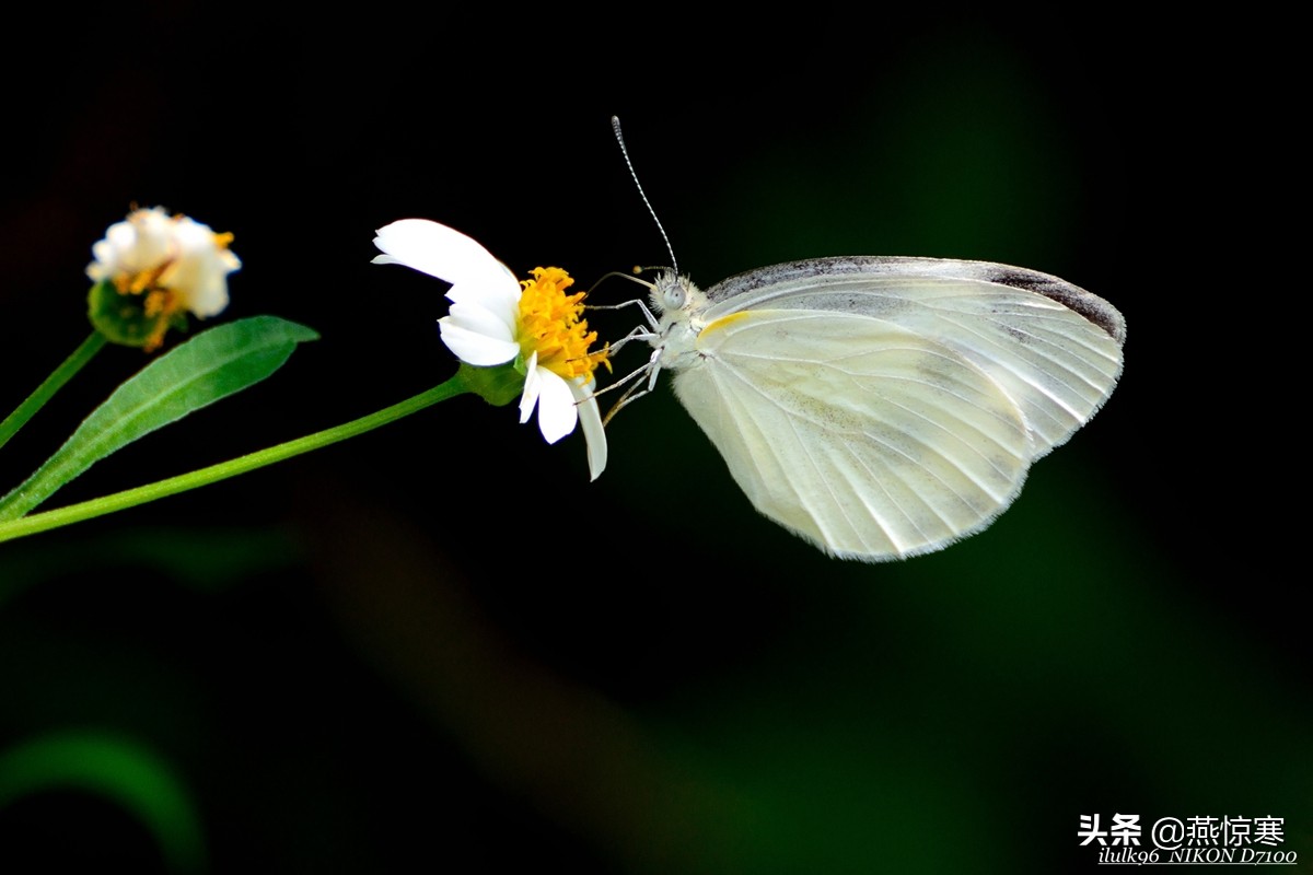 尼康单反有哪些经典镜头,尼康十大经典相机与镜头