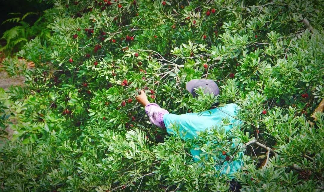 红了!红了!开采啦