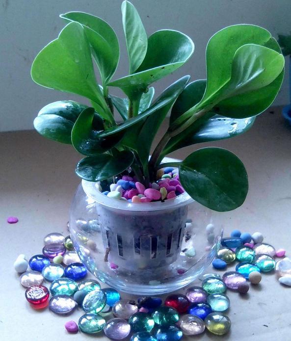 家有这4种植物可小心养,豆瓣绿的家庭养法