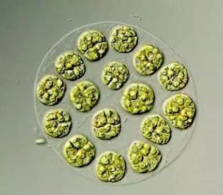 鱼类水产养殖需要哪些藻类,水产养殖显微镜下各种藻类