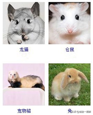 狗狗低成本创业项目推荐,如何用宠物创业做项目