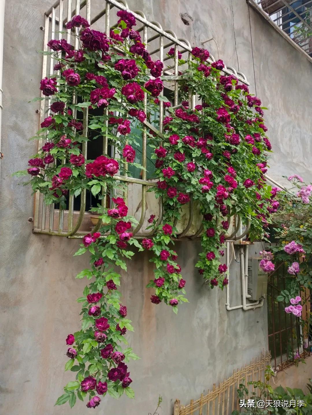 月季花是时候展现真正的技术了 (开春的第一波月季花就这么过去了)
