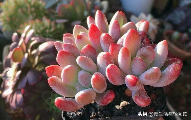 《慢生活·轻阅读》1647期