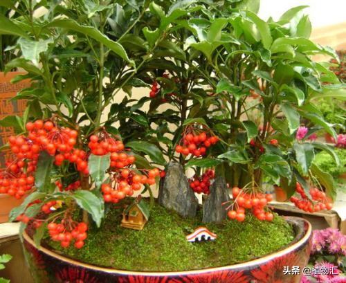 每日一花三十一天,每日一花百花系列完整版视频