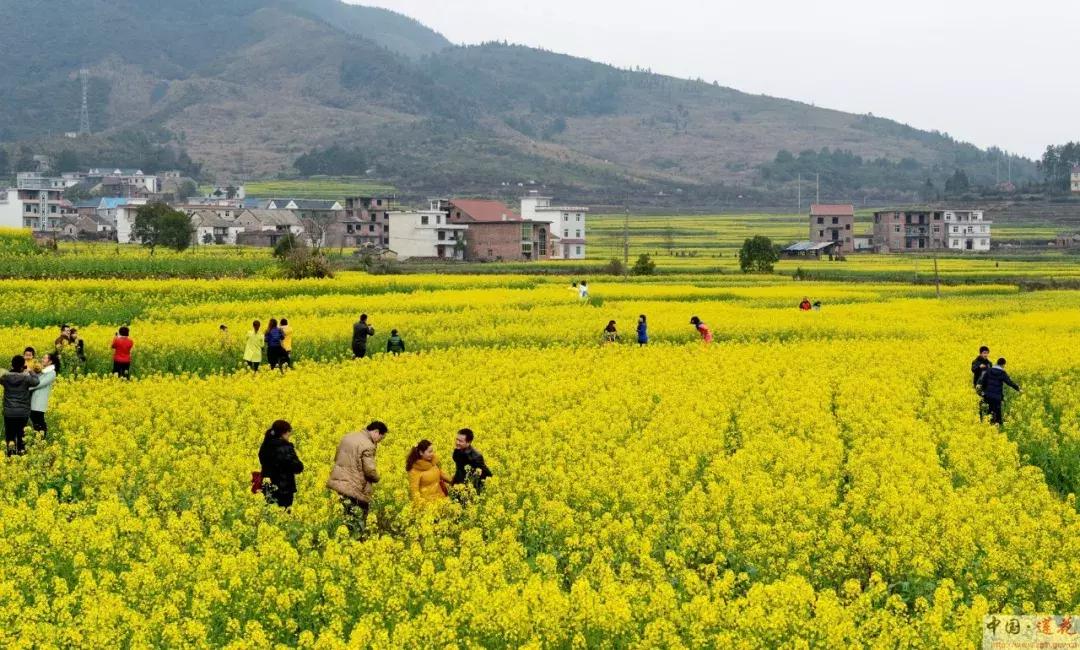江西省有个莲花县,江西莲花县莲花镇