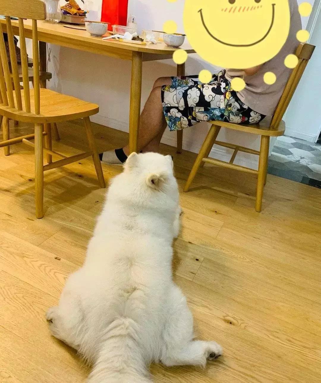 狗狗这么可爱，怎么舍得和它吵架呢？除非忍不住