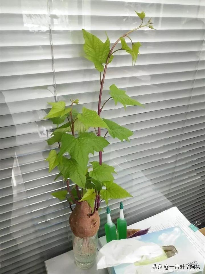 一节山药丢水里，疯狂长藤“冒金豆”，赏叶又吃豆，*管双**齐下