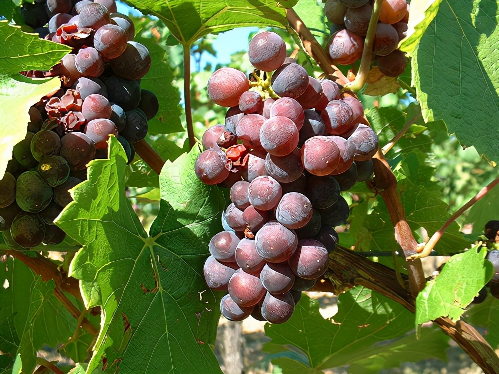 vdp灰皮诺,马斯乔灰皮诺