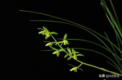 兰花蕙兰十大名品,蕙兰名品大全欣赏