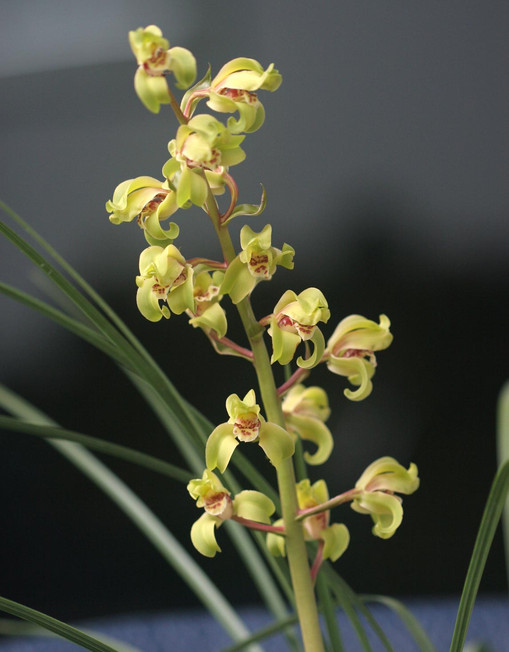 兰花八大名品价格,荷瓣兰花第一名品