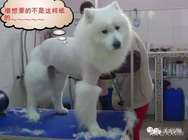 狗狗身上有异味用什么药能治,狗狗身上的跳蚤怎么去除