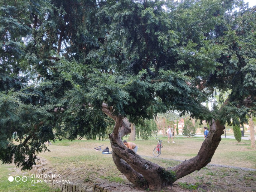 欧洲红豆杉历史,现在的红豆杉树什么样子