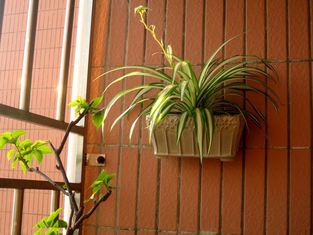 吊兰家养方法,吊兰怎么养才能长得快又茂盛