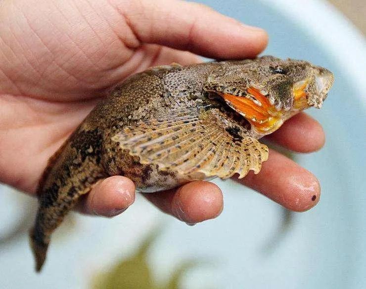 公认最好吃的10种淡水鱼,公认好吃淡水鱼有哪些种类