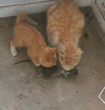 猫咪现在好上分吗,老鼠的克星猫咪